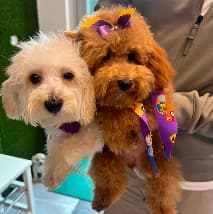Curated pet boutique products at PetSpa Miami