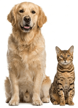Presidential suite for pets