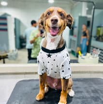 Groomer giving a dog a gentle bath