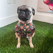Freshly groomed dog looking happy