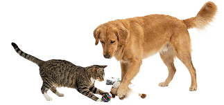 Dogs and cats playing at PetSpa Doral daycare